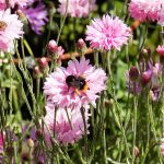 Bee-friendly Planting